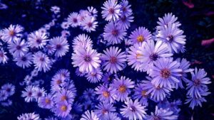 Herbstaster winterhart